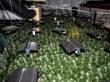 Police raid disused Gala Bingo Hall and seize 2,000 cannabis plants